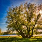 Baum im Gegenlicht_BE7I0484