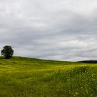 Baum im gelben Feld