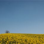 Baum im gelben Meer