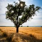 Baum im Gerstenfeld 47