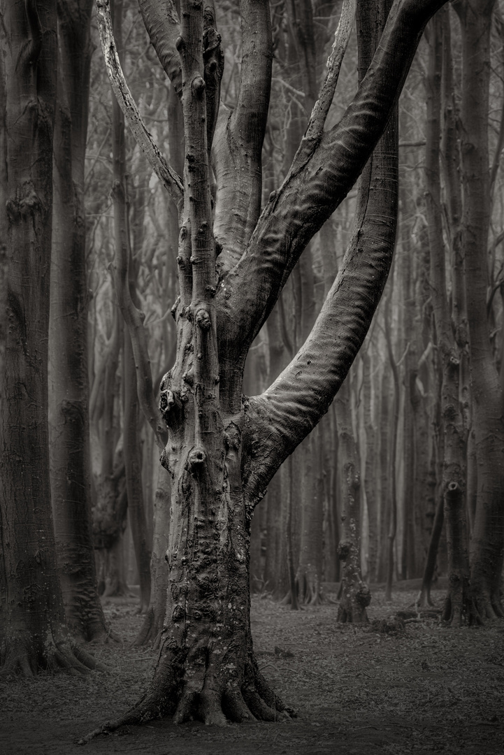 Baum im Gespensterwald