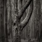 Baum im Gespensterwald