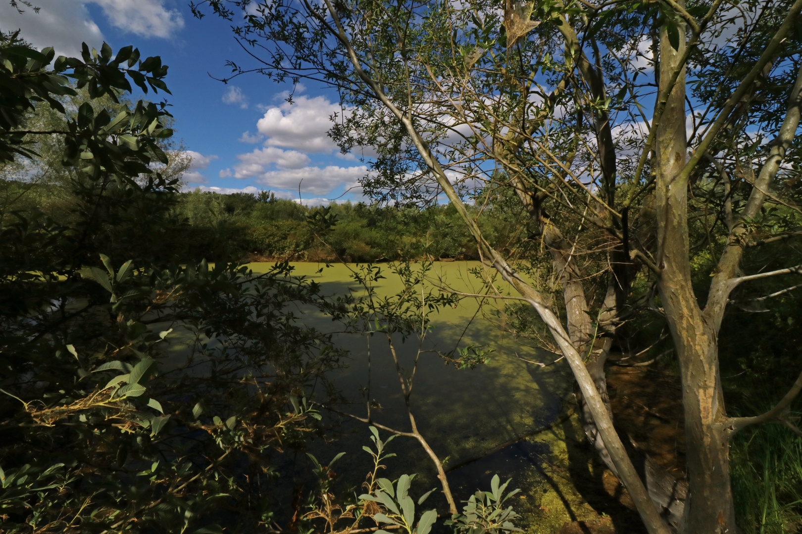 Baum im Gespinst