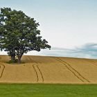 Baum im Getreidefeld