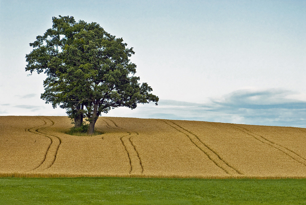 Baum im Getreidefeld by Marco Kahrau