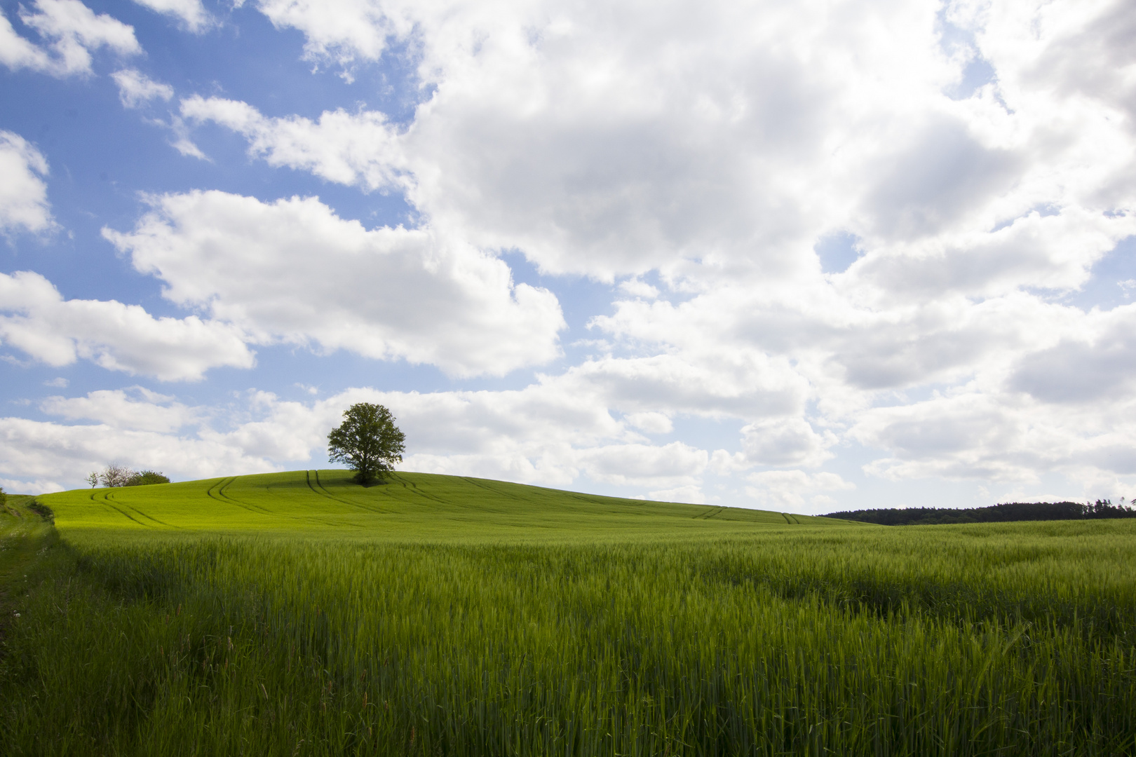 Baum im Getreidefeld