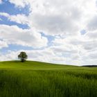 Baum im Getreidefeld