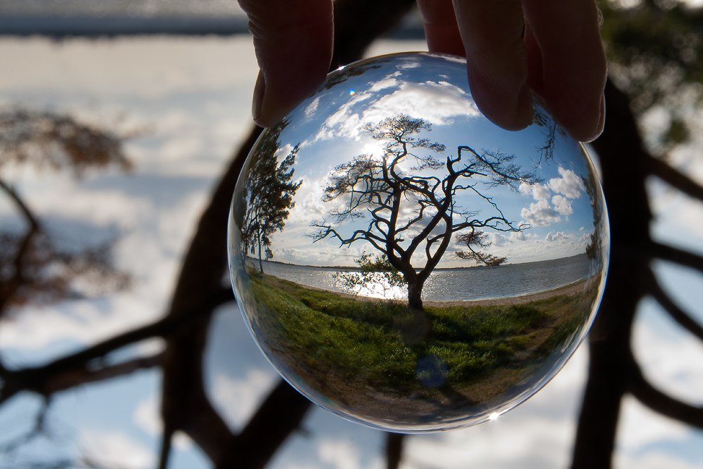 Baum im Glas