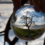 Baum im Glas