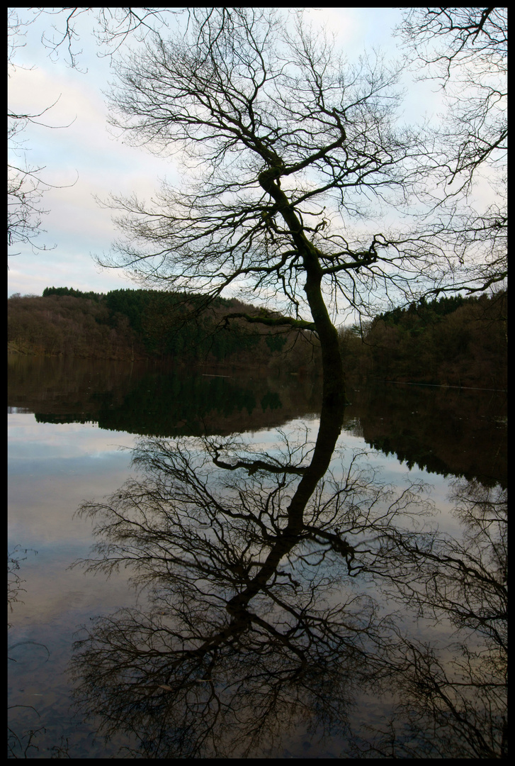 Baum im Glörsee