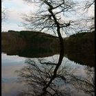 Baum im Glörsee