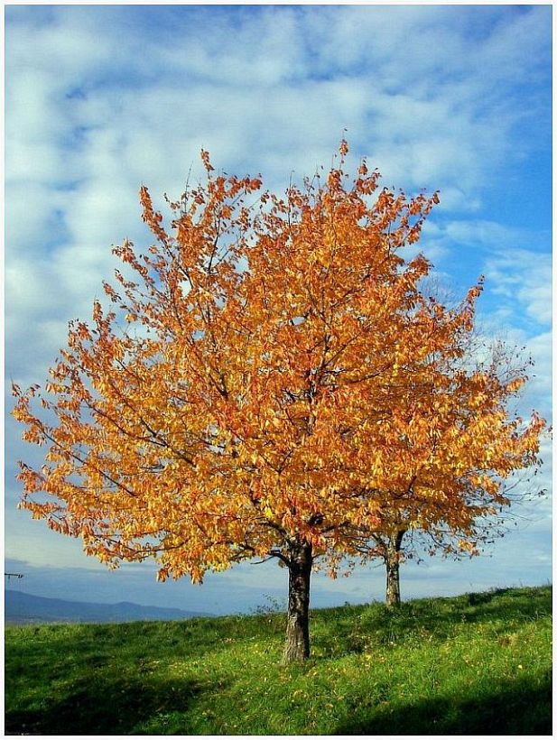 Baum im goldenen Herbst am Schönberg zu Freiburg im November 2006