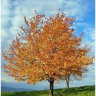 Baum im goldenen Herbst am Schönberg zu Freiburg im November 2006