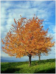 Baum im goldenen Herbst am Schönberg zu Freiburg im November 2006