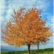 Baum im goldenen Herbst am Schnberg zu Freiburg im November 2006