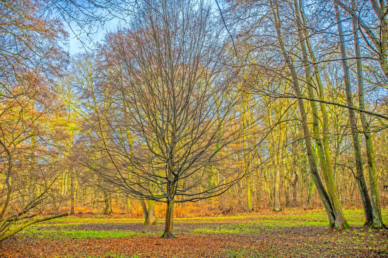 Baum im goldenen Licht