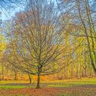 Baum im goldenen Licht