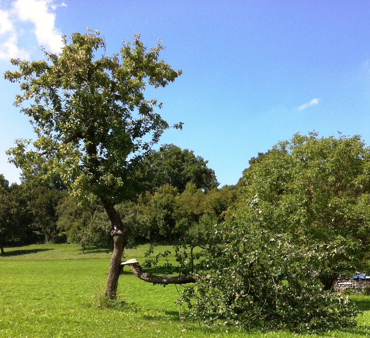 Baum im Grünen