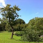 Baum im Grünen