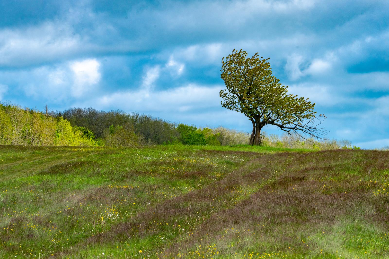 Baum im Hainich