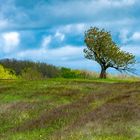 Baum im Hainich