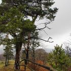 Baum im Harz