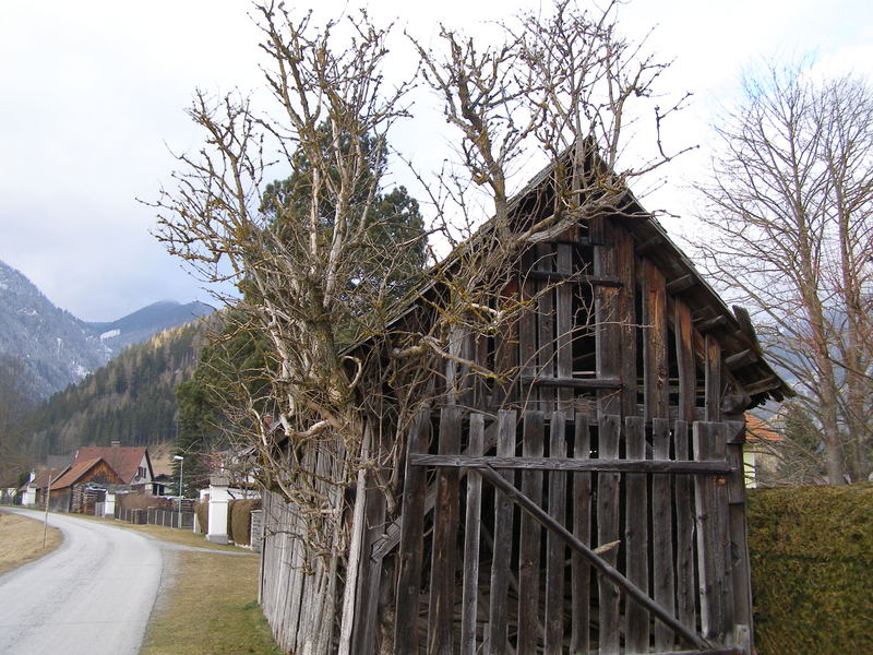 Baum im Haus