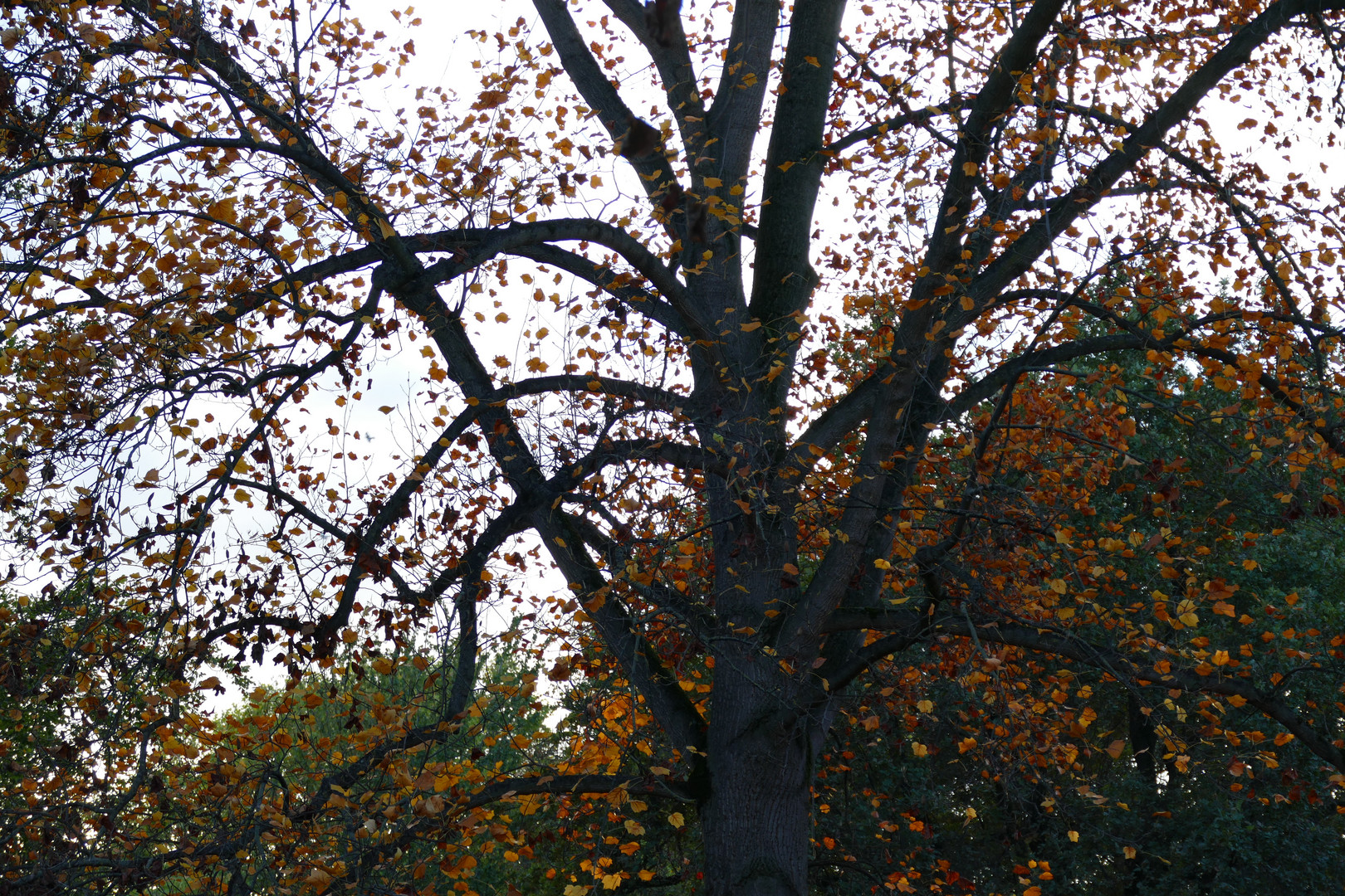 Baum im Herbst