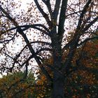 Baum im Herbst