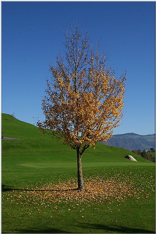 Baum im Herbst