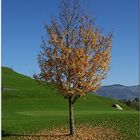 Baum im Herbst