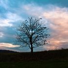 Baum im Herbst