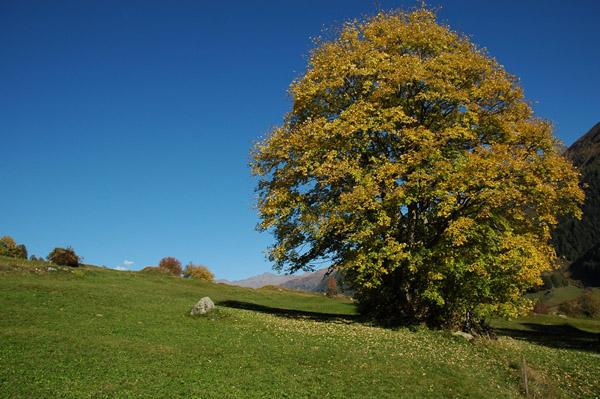 Baum im Herbst