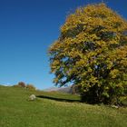 Baum im Herbst