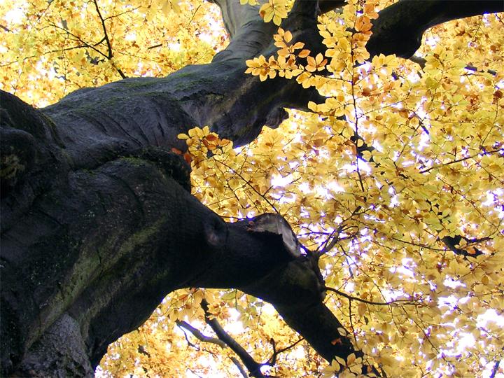 Baum im Herbst [2]