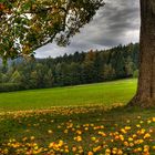 Baum im Herbst