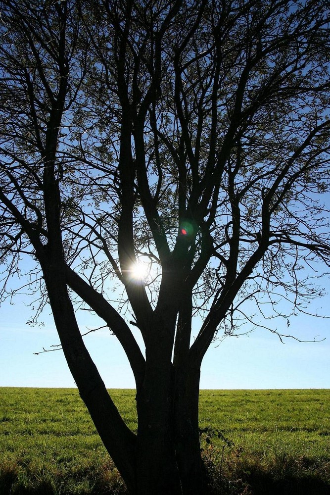 Baum im Herbst