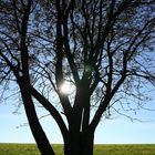 Baum im Herbst