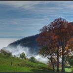 Baum im Herbst