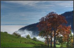 Baum im Herbst