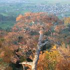 Baum im Herbst