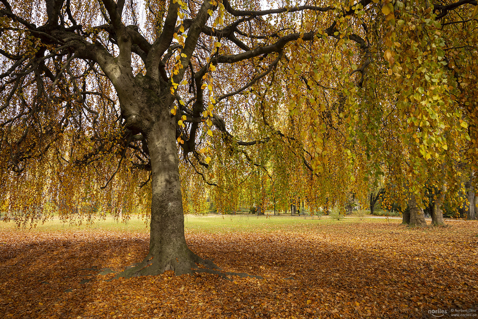 Baum im Herbst