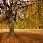 Baum im Herbst