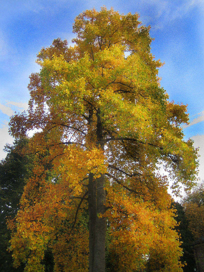 Baum im Herbst