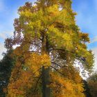 Baum im Herbst