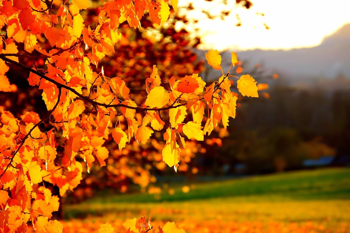 Baum im Herbst