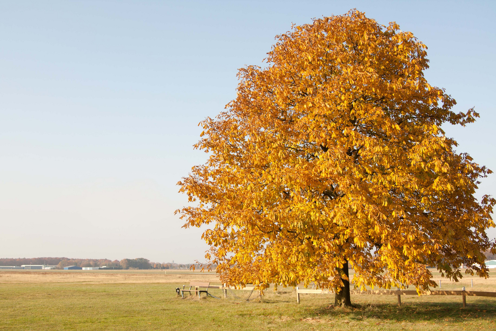 Baum im Herbst