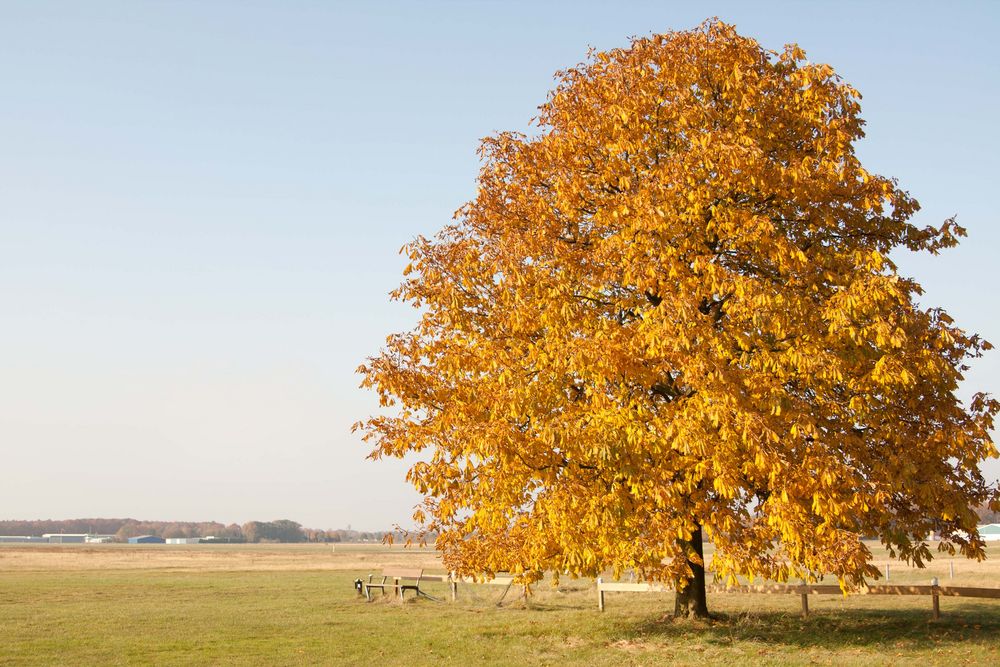 Baum im Herbst Foto & Bild | jahreszeiten, herbst, natur Bilder auf ...