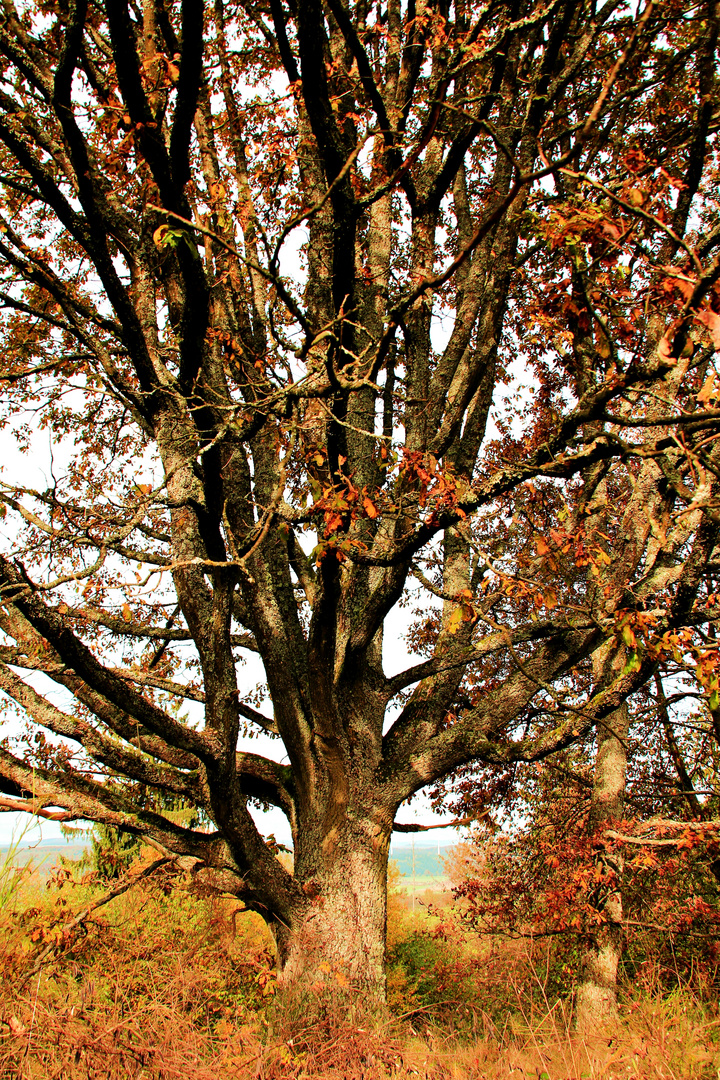 Baum im Herbst