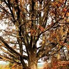 Baum im Herbst